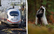 У Німеччині борсуки паралізували рух поїздів: маршрут закрили на шість років