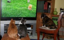 Почему коты любят смотреть телевизор: ветеринар объяснила, что они там видят на самом деле