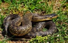 В Україні через забобони зникає унікальна змія: журналісти розповіли, про кого йдеться