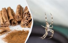 Ця комаха не боїться нічого, крім запаху кориці: де потрібно розсипати спецію