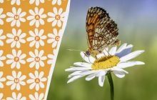 Только 3% гениев могут найти слово "ромашка" за 10 секунд: удивительно сложная головоломка