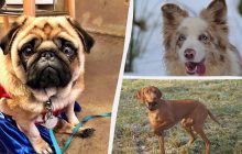 Какие собаки больше всего привязываются к своим хозяевам: эксперты назвали 8 пород-"липучек"