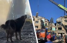 В Киеве собака двое суток ждала хозяина, которого убила Россия: как сложилась ее судьба (видео)