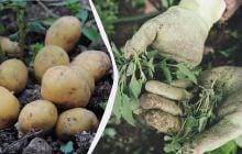 Ці сидерати замінять КАМАЗ добрив: як відновити землю після картоплі