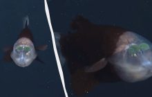 Имеет прозрачную голову и впечатляющие подвижные глаза: что известно об одной из самых уникальных рыб океана