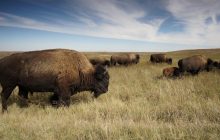 Ученые потратили 6 лет и выяснили, как возвращение бизонов повлияло на природу Йеллоустоуна