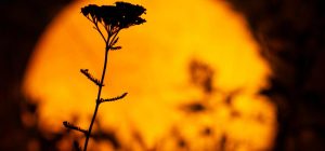 Що принесе Повний місяць у Водолії Знакам Зодіаку: прогноз астролога