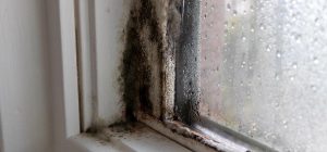 Как безопасно очистить древесину от плесени: эксперты-реставраторы раскрыли свои секреты