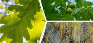 Что не стоит выращивать во дворе: садовник назвал 5 деревьев, от которых больше хлопот, чем пользы