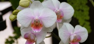 Орхидеи порадуют пышным цветением, если избегать этих трёх распространённых ошибок