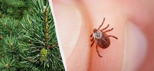 Кліщі будуть господарями: названо 12 рослин, які не можна садити в саду