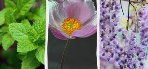 Садівник назвав 8 красивих рослин, про які потім шкодують