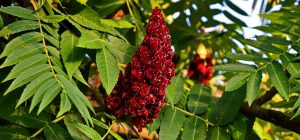 Професійний садівник назвав 5 дерев, які не посадить у власному саду