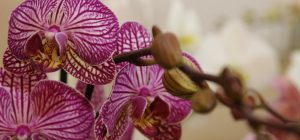 Де обрізати орхідею: одна помилка - і квітів не буде
