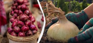 Українка показала, як вона викопує і зберігає цибулю, щоб вона лежала до весни (відео)