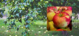 Куда девать падалицу яблок и можно ли бросать в компост: советы для дачников