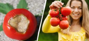 Достатньо всього раз обробити: як врятувати помідори від вершинної гнилі