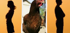 В Китае супруги через суд поделили курицу при разводе