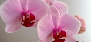 Орхидея не цветет: пять ошибок полива, которые вы можете исправить уже сегодня