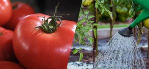 Обов'язкове підживлення для помідорів у серпні: плоди будуть великими і м'ясистими