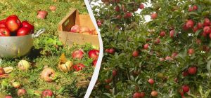 Як боротися з яблукопадом: що робити, якщо з дерева падають зелені плоди