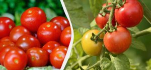 "Моя мама вирощує томати понад 30 років, і вони ніколи не тріскаються": що вона робить