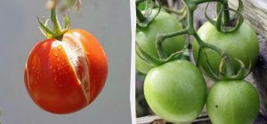 Такі помідори консервувати не можна: підривають банки і спричиняють отруєння