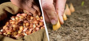 Садити озиму цибулю потрібно тільки в цей період: "золоті" дати 2025 року