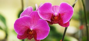 Что делать, если не цветет орхидея: 5 приемов, которые реально работают