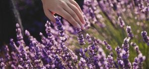 Красивые и беспроблемные: садовод назвала растения, которые будут расти на сложной почве