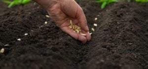 Что посадить в апреле: 5 самых выносливых овощей для переменчивого климата