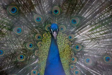 Ученые сделали ошеломляющее открытие о перьях павлинов