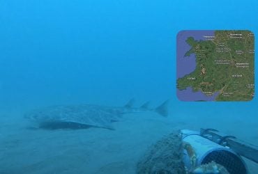 Одна из самых редких акул в мире попала на видео: исследователи поражены