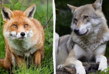 Хитра лисиця і простакуватий вовк: зоолог розповів, скільки правди у старих казках