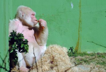 Єдина горила-альбінос в історії: що відомо про життя Сніжка