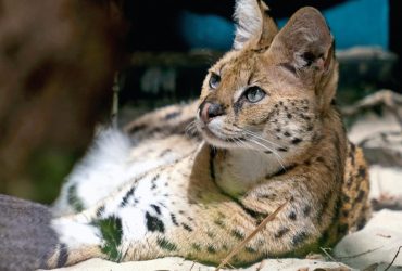 В Киевском зоопарке показали сервалов из прифронтового Курахово