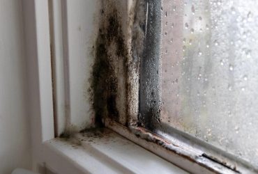 Как безопасно очистить древесину от плесени: эксперты-реставраторы раскрыли свои секреты