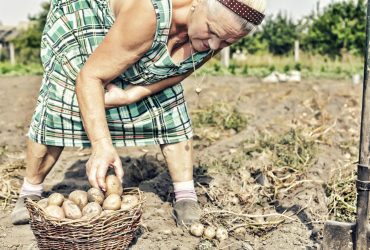 Сколько будут платить за 37 лет стажа: пенсии с 1 августа