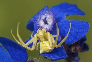 В Украине заметили цветочных пауков-хамелеонов: как они выглядят