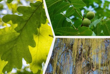 Что не стоит выращивать во дворе: садовник назвал 5 деревьев, от которых больше хлопот, чем пользы