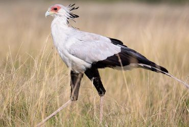 Похожа на журавля и ест ядовитых змей: биолог рассказал о самой необычной хищной птице