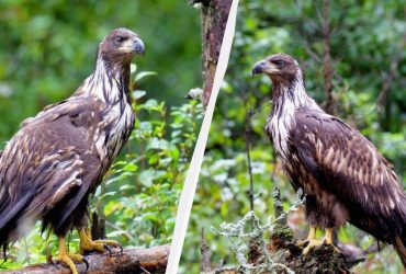 Біля Чорнобильської АЕС знайшли рідкісного хижака (фото)