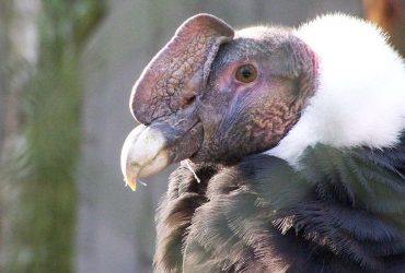 Біолог розповів про найбільшого хижого птаха у світі: він літає майже не махаючи крилами