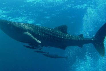 Весит втрое больше тиранозавра и живет до 100 лет: что известно о крупнейшей в мире рыбе