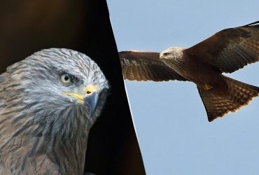 Поблизу Києва виявили рідкісного птаха, який зазвичай мешкає в Африці та Азії