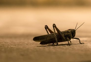 Ентомолог розповів, який вид сарани найнебезпечніший і чи водиться він в Україні