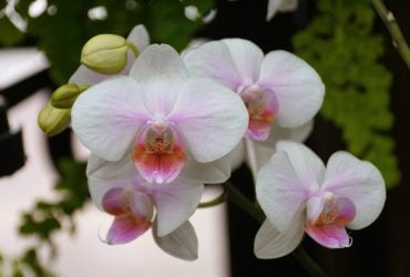 Вянет орхидея: 11 причини, почему листья желтеют