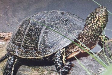 Старше динозавров: в Одесской области заметили редкую черепаху (фото)