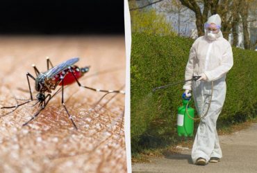 Спалах вірусу Чікунгунья: у всьому світі зареєстровано сотні тисяч випадків, що потрібно знати