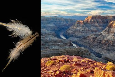 В Большом каньоне обнаружили окаменелости уникальных существ возрастом полмиллиарда лет